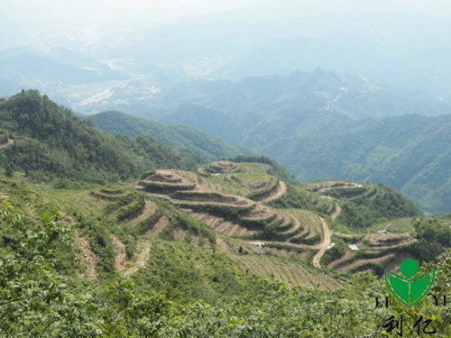 茶園風(fēng)光(guāng)13