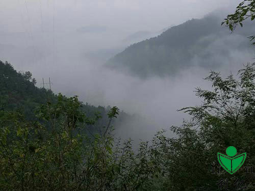 茶園風(fēng)光(guāng)3