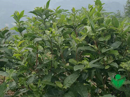 茶園風(fēng)光(guāng)4