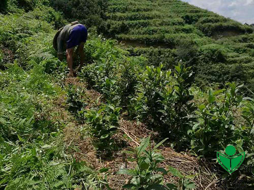 茶園風(fēng)光(guāng)5