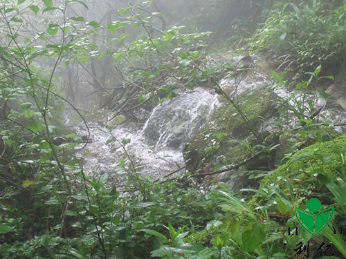 茶園風(fēng)光(guāng)6