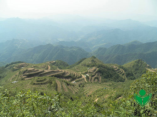 茶園風(fēng)光(guāng)7