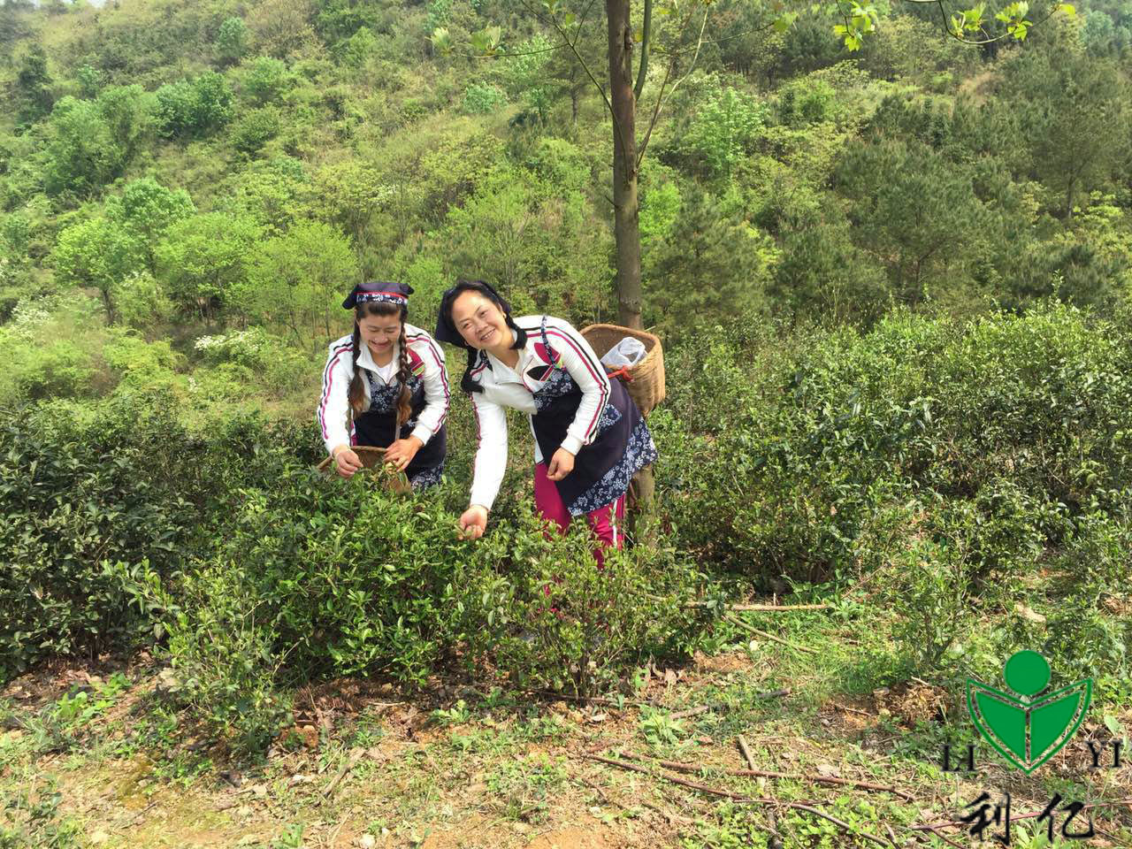 茶園風(fēng)光(guāng)10