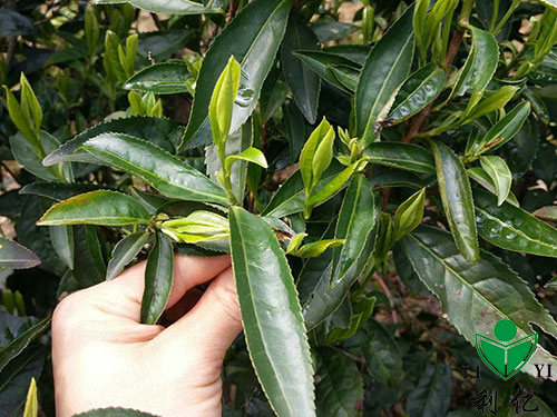 茶園風(fēng)光(guāng)8