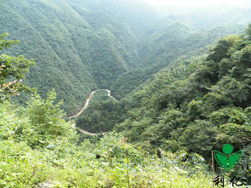 茶園風(fēng)光(guāng)12